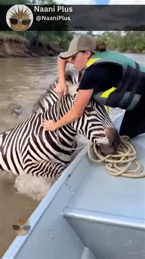 Woman Saves Zebra From Crocodiles 🤯🐊