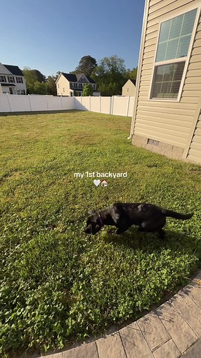 First Backyard with My Black Lab Puppy! 🏡🐶