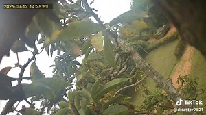 💥💥🇳🇬💥💥 | Doubleu Triangle