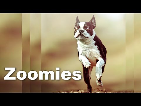 ZOOMIES! Why They Occur? Are They Safe? (Zoomie Videos)