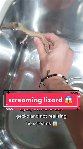 Screaming Lizard Saga: A Gecko's Cry for Help
