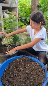 Arreglando mis plantitas en maseta🌹🌷 Para adornar mi casita🏠❤️ | Katherine La Aguilita