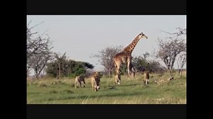 我が子を守るためライオンの群れに立ち向かうキリンのお母さん
