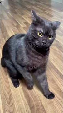 My Cat HATES When There Are No Treats 😂