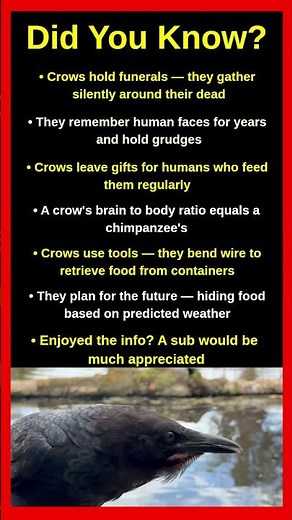 Crow Facts That Will Change How You See Them 🐦🔬