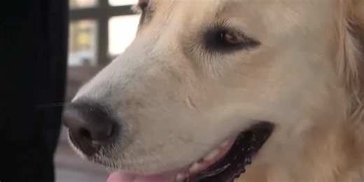 Golden retriever saves other dog from coyote attack on the beach