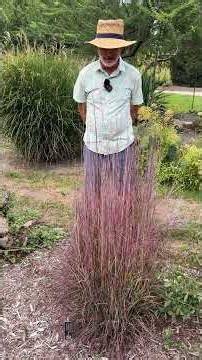 Schizachyrium scoparium 'Twilight Zone', Little Bluestem