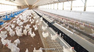 Our solutions for the poultry industry! 🐣 We are dedicated to drive progress in hatchery packing and automation, focusing on delivering innovative, high-quality solutions that enhance your operational efficiency, safety, and product quality. Click here to learn more: https://www.sanovogroup.com/en/poultry/ #poultruindustry #hatcherypacking #poultryautomation | Sanovo Technology Group