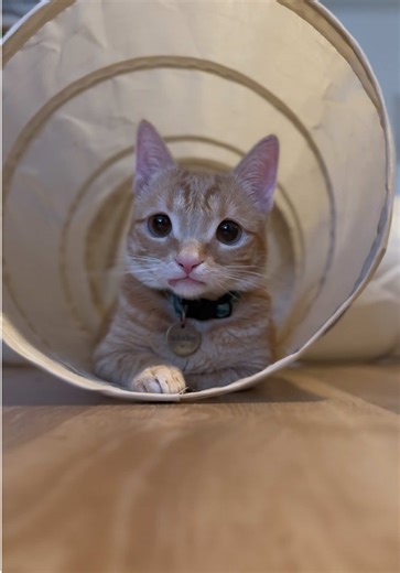 he’s just a little wobbly sometimes😌 | wobbly cat
