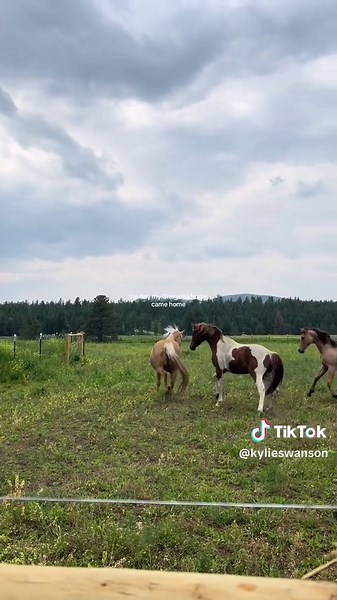 Bringing Home My New Craigslist Horse