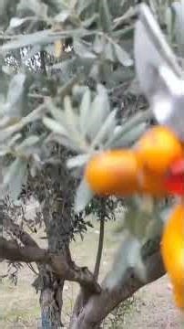 CHAPTER 9 How to Prune an Olive Tree?