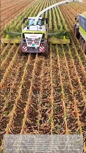 Efficient Corn Silage Harvest – CLAAS Forage Harvester at Work! #heavymachinery #farm #agriculture