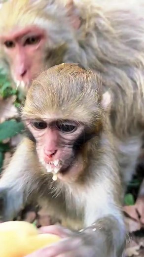 19 reactions | #review #news #today #baby #mummy #monkey #Animals #eat #food #Reelsvideo #reelsviralシ #reelsfypシ #reel #fans #foryou | Sovann Chan | Facebook