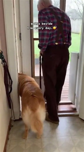 This beautiful moment will restore your faith in the bond between humans and dogs. 🐕❤️👴