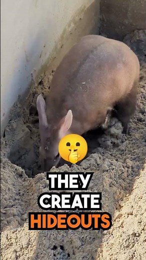 Aardvarks: The Ultimate Digging Machines You Never Knew About! 🦘🌍
