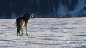40K views · 644 reactions | Wolves are highly intelligent, social and...
