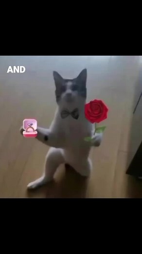 Taylor Swift Love Story Marry Me Edit