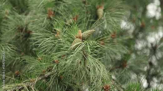 Closeup of new growth of the evergreen garden conifer plant pinus nigra . Pinus nigra, the Austrian pine or black pine