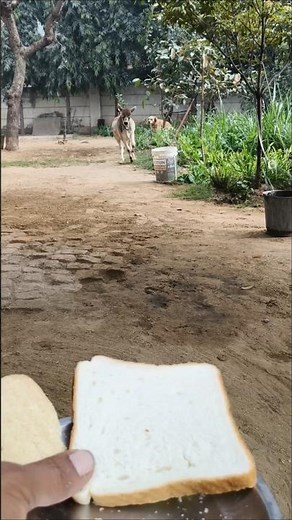 Who Won The RACE? Calf and Dog RUN For a Snack! 🐮🐶🐎🍞 #Shorts #unlikelyfriends #goldenretriever