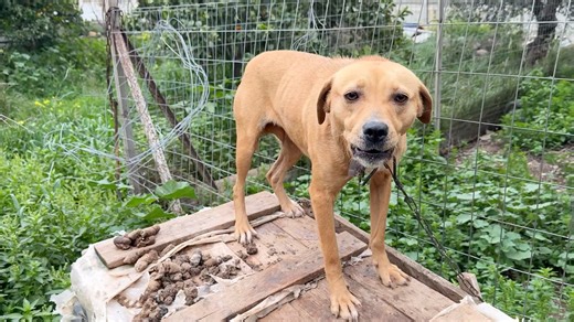 83K views · 8.2K reactions | This is the 2 other hunting dogs that...