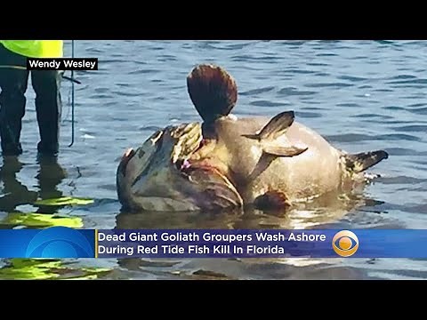 Dead Giant Goliath Groupers Wash Ashore During Red Tide Fish Kill In Florida