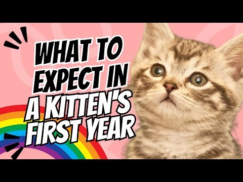 What to Expect in a Kitten's First Year - Complete Development Guide