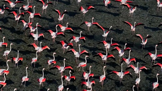 Drone Captures the Beauty of Flamingos in Flight - Worldwide