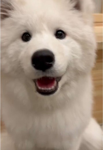 🐶🎶#fyp #trending #pet #samoyed #dancing