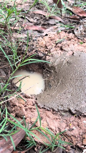 Essential Survival Skills: Utilizing Crabs in the Wild