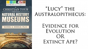 2.5K views · 63 reactions | Natural History Museums everywhere display line-ups of ape-to-human icons that supposedly show how humans evolved from ape-like creatures millions of years ago. One step in this line up is Australopithecus Afarensis, with the leading specimen named “Lucy.” Is Lucy evidence that humans evolved millions of years ago, or is she just an extinct ape? | Genesis Apologetics | Facebook