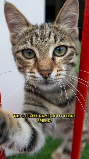 Why is this Cat in theF1Paddock? Evicted twice, this defiant kitty needs a fitting Formula 1 name. Please suggest some below, and the best will be chosen for our friendly Baku Paddock cat. #f1 #formula1 #azerbaijangp #kitty #needsaname | Kym Illman F1