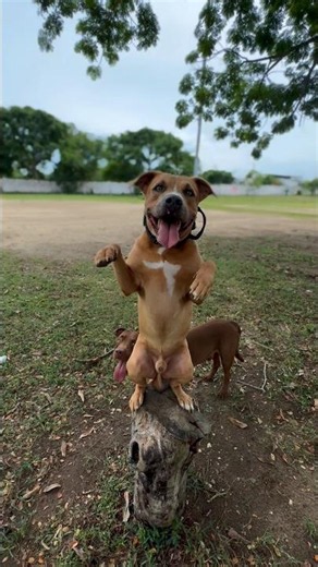 Prueba de entrenamiento de Osito 🐻🐶✅#pitbull #pets #adiestramientocanino