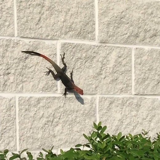 Invasive Agama Lizards Invading Parts of Southern Florida