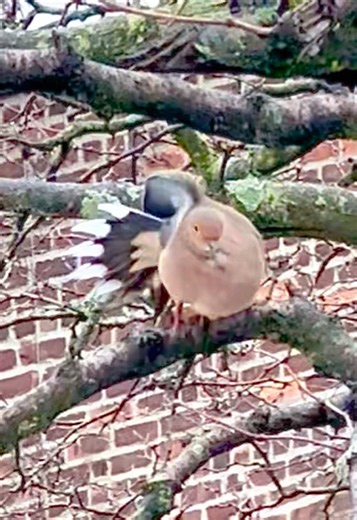 big birb stretch #bird #dove #bigstretch #birdsoftiktok #cuteanimals