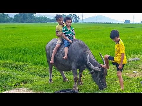 gọi trâu ra đồng - con trâu - trâu ơi - bài hát gọi trâu - nhạc con trâu