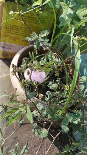 Chuimui Plant #viral #trending #gardenplant #oggy #terracegardenindia