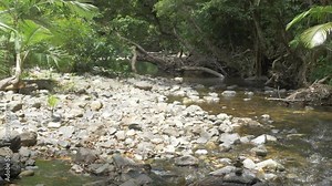 Revealed A Rocky River Flowing In Tropical Rainforest - Emmagen Creek In Cape Tribulation, Queensland, Australia. Tilt-up