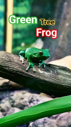 The Frog That Climbs Walls? | Green Tree Frog #shorts