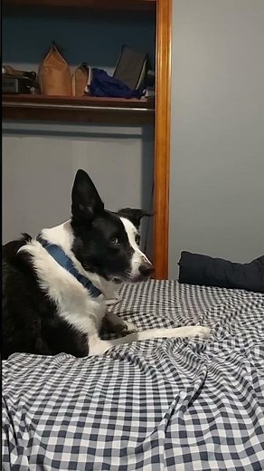 Border Collie Howling to Wolf sounds