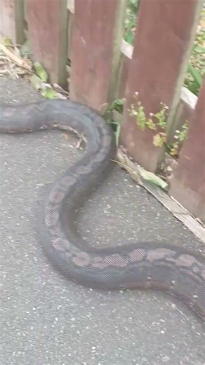 goldenchild motley reticulated python 💙