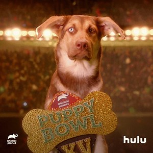 It's a paw-fect day to watch some puppies play. Puppy Bowl XV begins 3 PM ET on Animal Planet. | Hulu