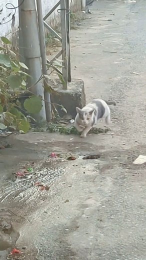 24K views · 87 reactions | چوہے نے کیا بلی کا شکار۔۔ جی ہاں ہم نے غلط پڑھا اور سنا کہ بلی چوہے کا شکار کرتی ہے۔ ثبوت آپ کے سامنے ہے۔ #followersシ゚ #foryoupageシforyou #foryouシpage #foryoupageviralシ゚ #FacebookMonetization #funnymoments #Muzaffarabad #funnyreels #funnyvideo #catlovers | Fahad Saeed | Facebook