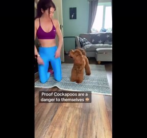 Energetic Cockapoo Launches onto the Sofa during Home Workout