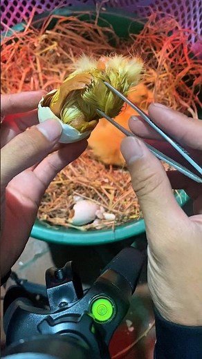 Helping a baby duck hatch from its egg 🐣 | Farm Life Moments #eggduck #shorts