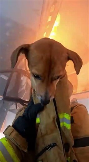 Brave Firefighter Saves Scared Dog