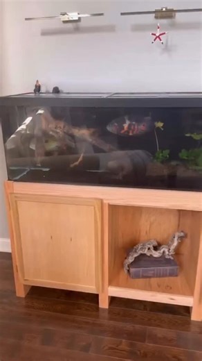 A massive Green Terror cichlid (Andinoacara rivulatus). One of the largest I’ve seen. This big guy belongs to a subscriber, and we just had to share it. Thanks for the great footage @bgoobrant and @brettkockentiet 💪🏼💪🏼 | Cichlid Bros