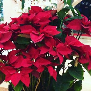 20 reactions | Gezuar Krishtlindjet nga Stafi i Hotel Adriatik #merry #christmas#happy#new#year#2019#holidays#best#time#celebrate#insta#party#events#livemusic#albania#durres#hoteladriatik#adriatikhotel #adriatikhoteldurres | Hotel Adriatik Durres | Facebook