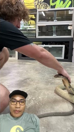 ular kingcobra besar #sawit #reptiles #ularbesar #snake #ularkasur #animals #ular #cobra #kingcobra
