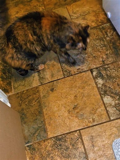 Best Litter Box for Cat Owners: Easy Cleaning Solution