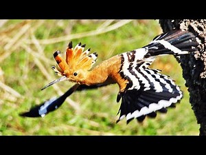 Birds in Portugal The hoopoe A Poupa Upupa epops